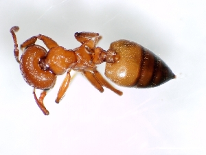  (Crematogaster castanea tricolor - ETKNG0006)  @13 [ ] No Rights Reserved  Unspecified Unspecified