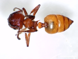  (Crematogaster castanea - ETKNG0008)  @13 [ ] No Rights Reserved  Unspecified Unspecified