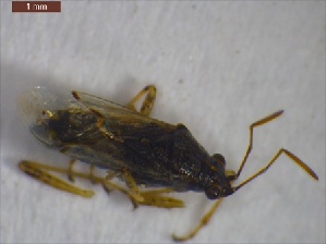  ( - BNRGr1Hemi0403)  @12 [ ] Unspecified (default): All Rights Reserved  Unspecified Unspecified