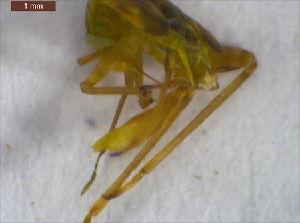  ( - CVFo1Hemi08)  @12 [ ] Unspecified (default): All Rights Reserved  Unspecified Unspecified