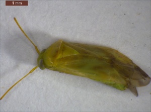  ( - CarrGr1Hemi0104)  @12 [ ] Unspecified (default): All Rights Reserved  Unspecified Unspecified