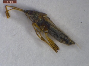  ( - GibaGr2Hemi0705)  @12 [ ] Unspecified (default): All Rights Reserved  Unspecified Unspecified