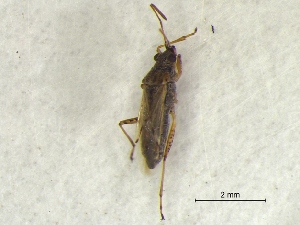  ( - PalmGr3Hemi0401)  @12 [ ] Unspecified (default): All Rights Reserved  Unspecified Unspecified