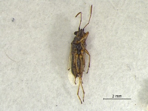  ( - PalmGr3Hemi0404)  @12 [ ] Unspecified (default): All Rights Reserved  Unspecified Unspecified