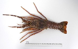  (Palinurus mauritanicus - PRR-CI-1)  @11 [ ] Unspecified (default): All Rights Reserved (2025) Institut National de Recherche Halieutique, Maroc Institut National de Recherche Halieutique, Maroc