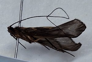  ( - ECU_0154)  @11 [ ] CreativeCommons  Attribution Share-Alike (2024) Unspecified Brigham Young University