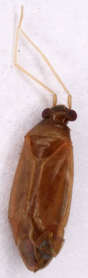  ( - EUBUG_1011_f_Plespine4)  @12 [ ] Unspecified (default): All Rights Reserved  Unspecified Unspecified