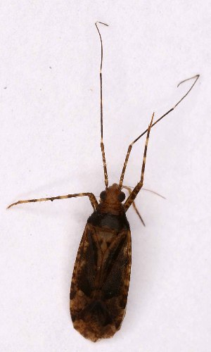  (Phytocoris hirsutulus - EUBUG_1087_f_Phythirs2)  @11 [ ] Unspecified (default): All Rights Reserved  Unspecified Unspecified
