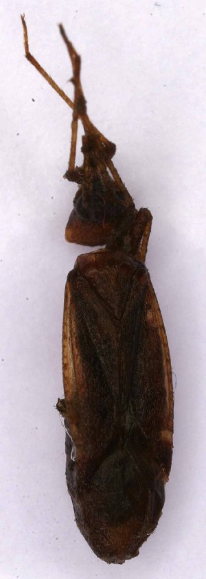  ( - EUBUG_1096_f_Phytulmi3)  @11 [ ] Unspecified (default): All Rights Reserved  Unspecified Unspecified