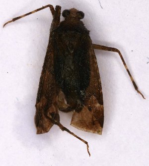  ( - EUBUG_1097_m_Phytdimi4)  @11 [ ] Unspecified (default): All Rights Reserved  Unspecified Unspecified