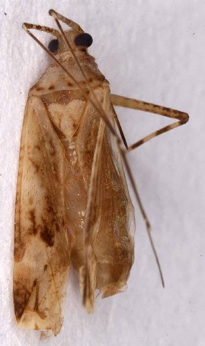  (Phytocoris longipennis - EUBUG_1170_f_Phytlong8)  @13 [ ] Unspecified (default): All Rights Reserved  Unspecified Unspecified