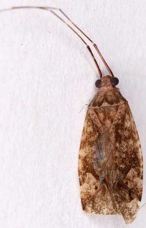  (Phytocoris populi - EUBUG_1214_f_Phytpopu6)  @14 [ ] Unspecified (default): All Rights Reserved  Unspecified Unspecified