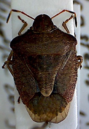  (Holcostethus strictus - EUBUG_384_f_Perivern1)  @12 [ ] Unspecified (default): All Rights Reserved  Unspecified Unspecified