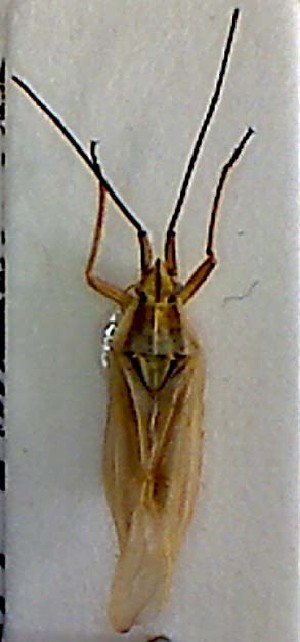  ( - EUBUG_386_f_Acetcari1)  @11 [ ] Unspecified (default): All Rights Reserved  Unspecified Unspecified