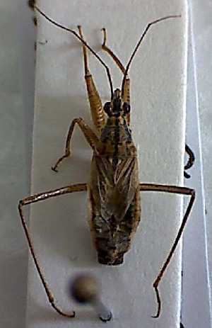  ( - EUBUG_394_m_Nabiflav3)  @12 [ ] Unspecified (default): All Rights Reserved  Unspecified Unspecified