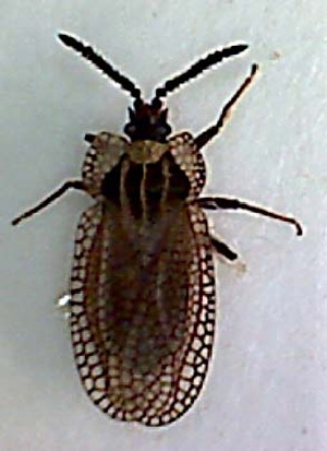  ( - EUBUG_462_m_Kalatric3)  @11 [ ] Unspecified (default): All Rights Reserved  Unspecified Unspecified