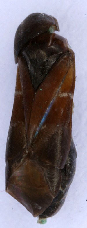  ( - EUBUG_488_f_Pilocinn1)  @11 [ ] Unspecified (default): All Rights Reserved  Unspecified Unspecified