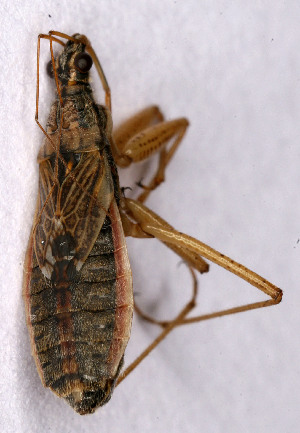  ( - EUBUG_547_f_Nabiflavo4)  @13 [ ] Unspecified (default): All Rights Reserved  Unspecified Unspecified