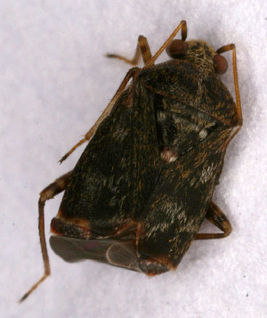  (Charagochilus spiralifer - EUBUG_569_m_Charspir1)  @13 [ ] Unspecified (default): All Rights Reserved  Unspecified Unspecified