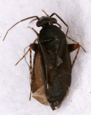  ( - EUBUG_615_m_Chlapull1)  @11 [ ] Unspecified (default): All Rights Reserved  Unspecified Unspecified