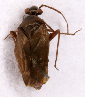  ( - EUBUG_620_m_Plespine1)  @11 [ ] Unspecified (default): All Rights Reserved  Unspecified Unspecified
