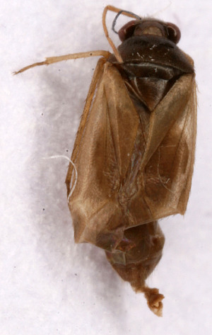  ( - EUBUG_621_f_Plespine2)  @11 [ ] Unspecified (default): All Rights Reserved  Unspecified Unspecified