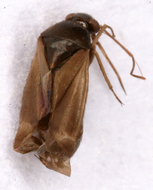 ( - EUBUG_622_f_Plespine3)  @11 [ ] Unspecified (default): All Rights Reserved  Unspecified Unspecified