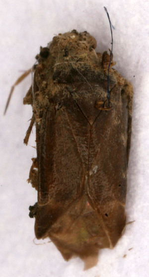  ( - EUBUG_629_m_Phoeobsc1)  @11 [ ] Unspecified (default): All Rights Reserved  Unspecified Unspecified