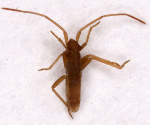  (Stenodema sp - EUBUG_659_juv_Stensp1)  @11 [ ] Unspecified (default): All Rights Reserved  Unspecified Unspecified