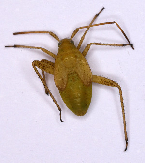  ( - EUBUG_676_juv_Panttuni4)  @14 [ ] Unspecified (default): All Rights Reserved  Unspecified Unspecified