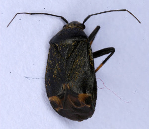  ( - EUBUG_697_f_Polynigr5)  @14 [ ] Unspecified (default): All Rights Reserved  Unspecified Unspecified