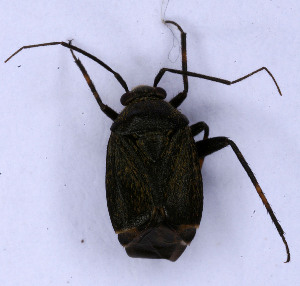  ( - EUBUG_698_m_Polynigr6)  @13 [ ] Unspecified (default): All Rights Reserved  Unspecified Unspecified