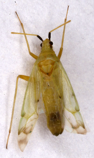  (Macrolophus rubi - EUBUG_710_f_Macrrubi1)  @14 [ ] Unspecified (default): All Rights Reserved  Unspecified Unspecified