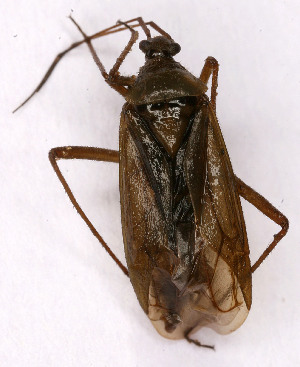  ( - EUBUG_816_f_Caloalpe3)  @11 [ ] Unspecified (default): All Rights Reserved  Unspecified Unspecified