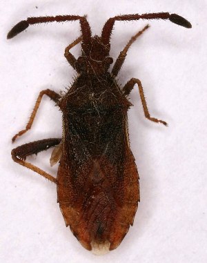  ( - EUBUG_890_m_Corident4)  @12 [ ] Unspecified (default): All Rights Reserved  Unspecified Unspecified