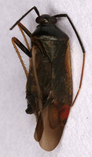  ( - EUBUG_913_m_Adelseti3)  @12 [ ] Unspecified (default): All Rights Reserved  Unspecified Unspecified