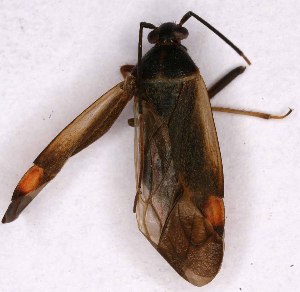  ( - EUBUG_929_m_Adelseti4)  @13 [ ] Unspecified (default): All Rights Reserved  Unspecified Unspecified