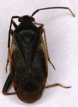  ( - EUBUG_931_m_Adelseti6)  @13 [ ] Unspecified (default): All Rights Reserved  Unspecified Unspecified