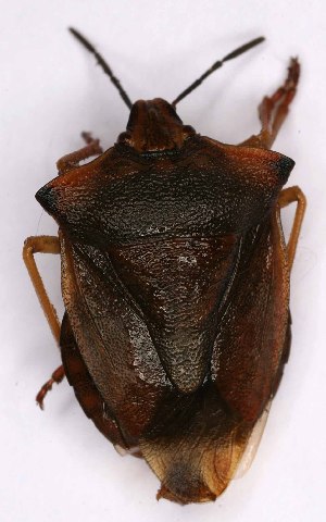  ( - EUBUG_938_m_Carpfusc6)  @11 [ ] Unspecified (default): All Rights Reserved  Unspecified Unspecified