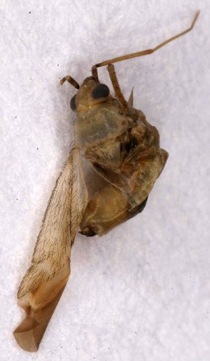  ( - EUBUG_961_m_Plagchry6)  @12 [ ] Unspecified (default): All Rights Reserved  Unspecified Unspecified