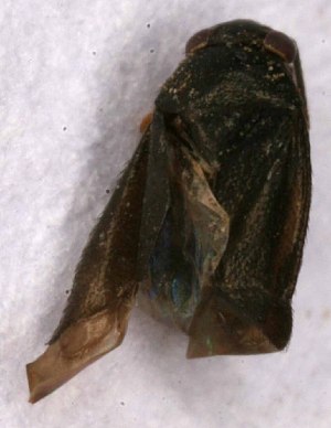  ( - EUBUG_977_m_Chlapull6)  @12 [ ] Unspecified (default): All Rights Reserved  Unspecified Unspecified