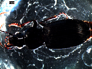  ( - DZMB_Carabidae_0086)  @12 [ ] CreativeCommons - Attribution Share-Alike (2016) Michael Raupach DZMB / Senckenberg am Meer