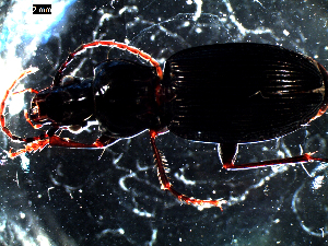  ( - DZMB_Carabidae_0088)  @12 [ ] CreativeCommons - Attribution Share-Alike (2016) Michael Raupach DZMB / Senckenberg am Meer