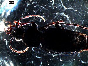  ( - DZMB_Carabidae_0089)  @12 [ ] CreativeCommons - Attribution Share-Alike (2016) Michael Raupach DZMB / Senckenberg am Meer