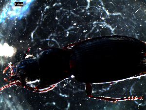  ( - DZMB_Carabidae_0090)  @12 [ ] CreativeCommons - Attribution Share-Alike (2016) Michael Raupach DZMB / Senckenberg am Meer
