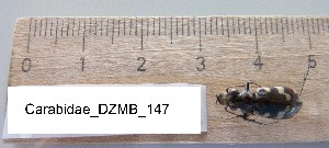  ( - DZMB_Carabidae_0147)  @12 [ ] CreativeCommons - Attribution Share-Alike (2015) Michael Raupach DZMB / Senckenberg am Meer
