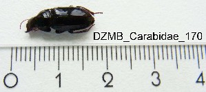  ( - DZMB_Carabidae_0170)  @12 [ ] CreativeCommons - Attribution Share-Alike (2015) Michael Raupach DZMB / Senckenberg am Meer