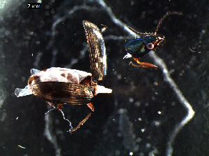  ( - DZMB_Carabidae_0285)  @12 [ ] CreativeCommons - Attribution Share-Alike (2015) Michael Raupach DZMB / Senckenberg am Meer
