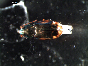  ( - DZMB_Carabidae_0287)  @12 [ ] CreativeCommons - Attribution Share-Alike (2015) Michael Raupach DZMB / Senckenberg am Meer
