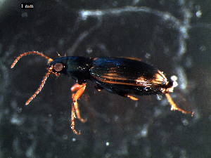  ( - DZMB_Carabidae_0294)  @12 [ ] CreativeCommons - Attribution Share-Alike (2015) Michael Raupach DZMB / Senckenberg am Meer